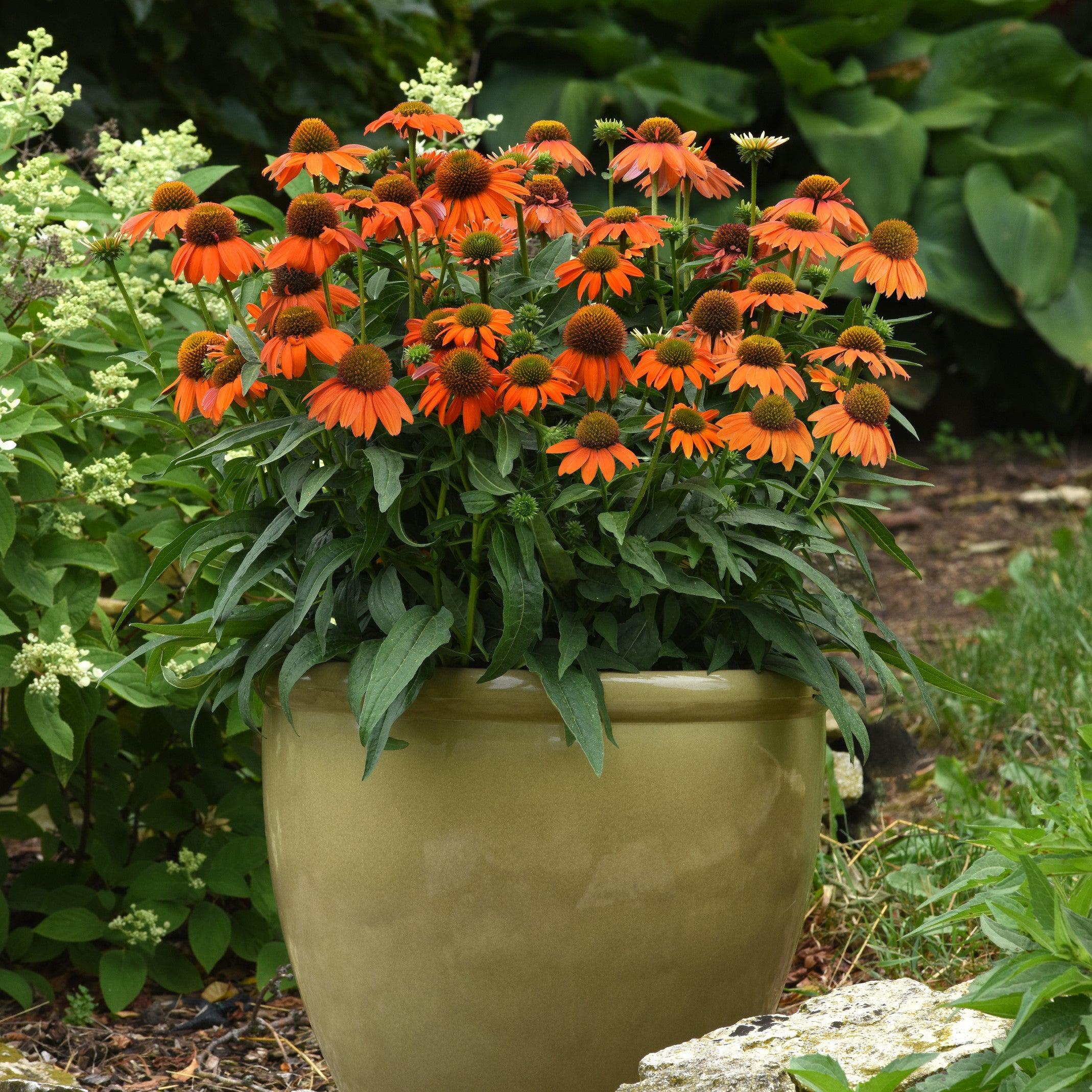 Coneflower, Artisan™ Soft Orange Coneflower - Image 4