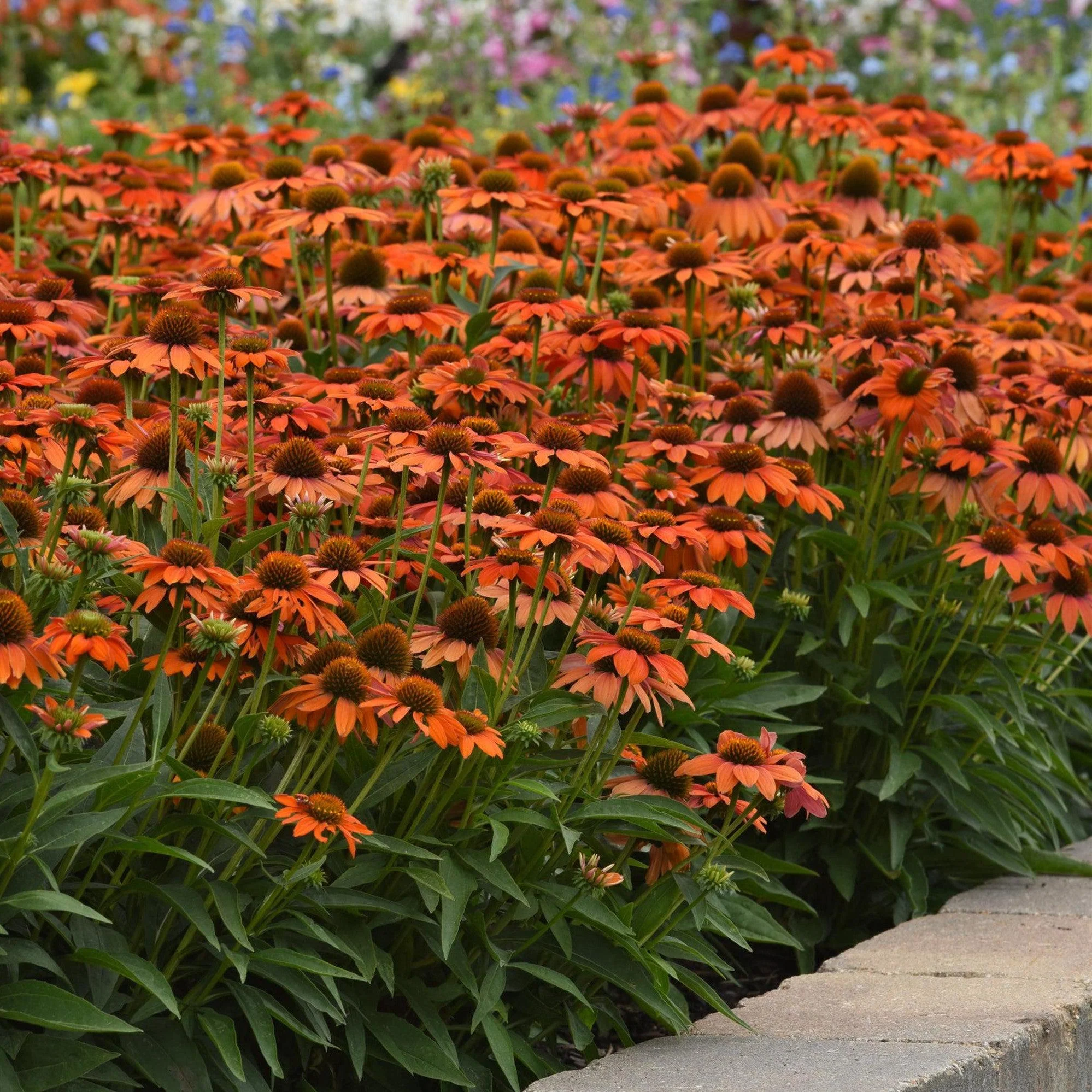 Coneflower, Artisan™ Soft Orange Coneflower - Image 5