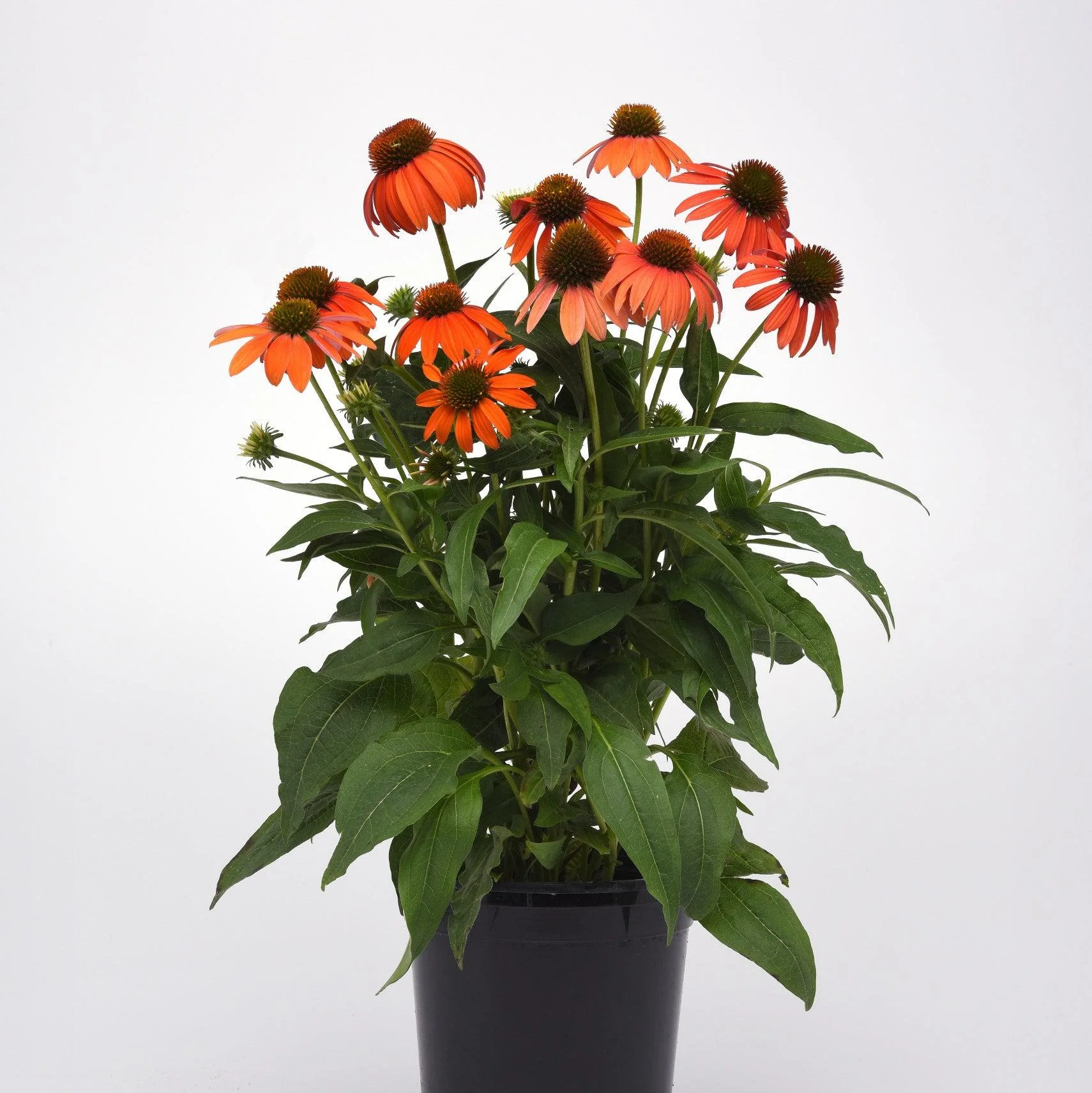 Coneflower, Artisan™ Soft Orange Coneflower - Image 6
