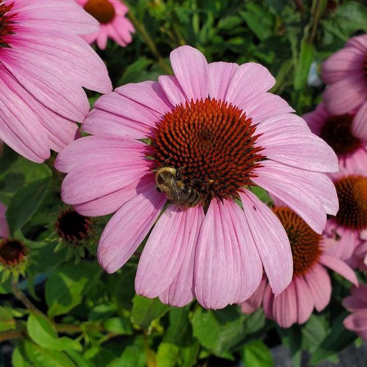 Coneflower, Prairie Splendor Echinacea - Image 2