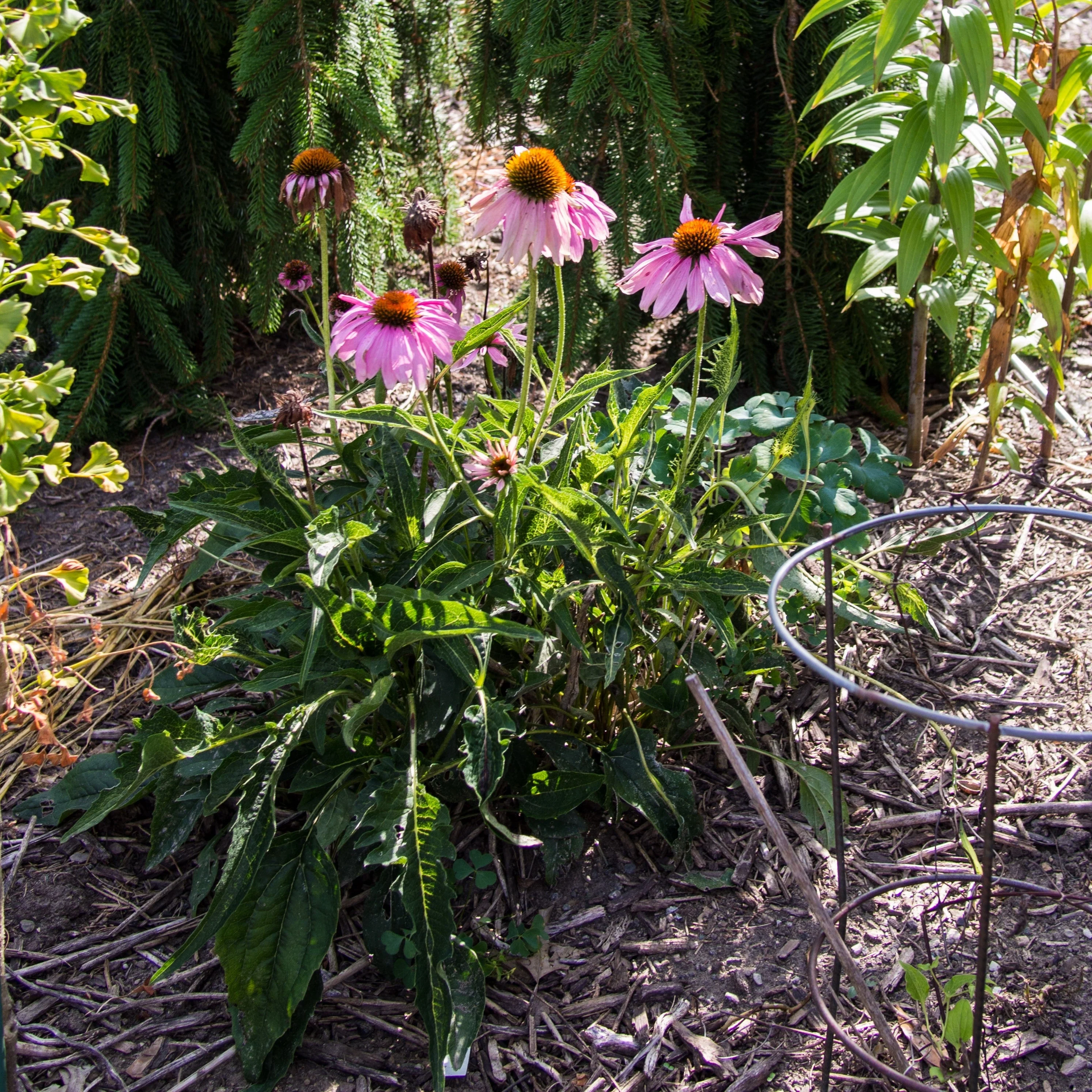 Coneflower, Ruby Star Echinacea - Image 3
