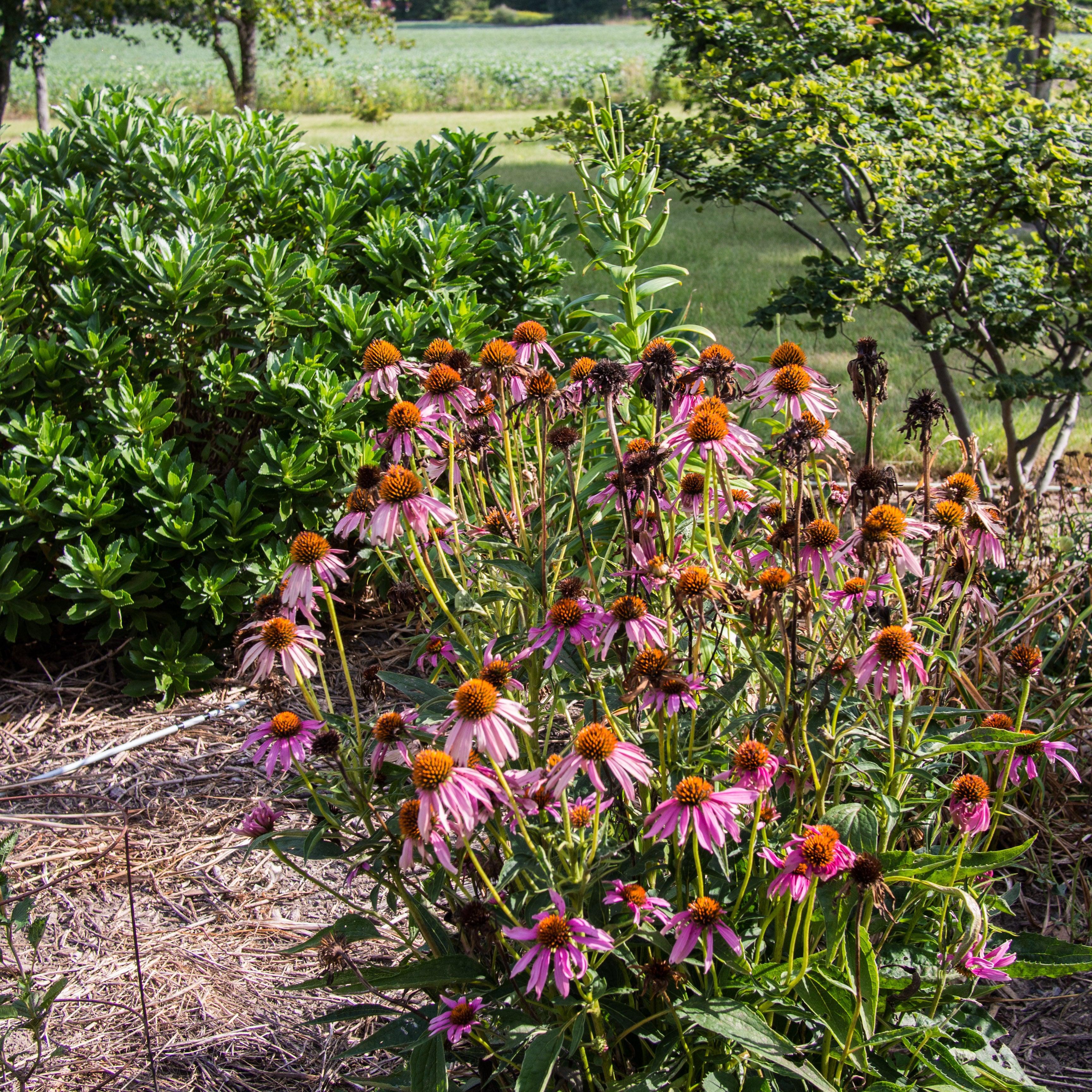 Coneflower, Ruby Star Echinacea - Image 4
