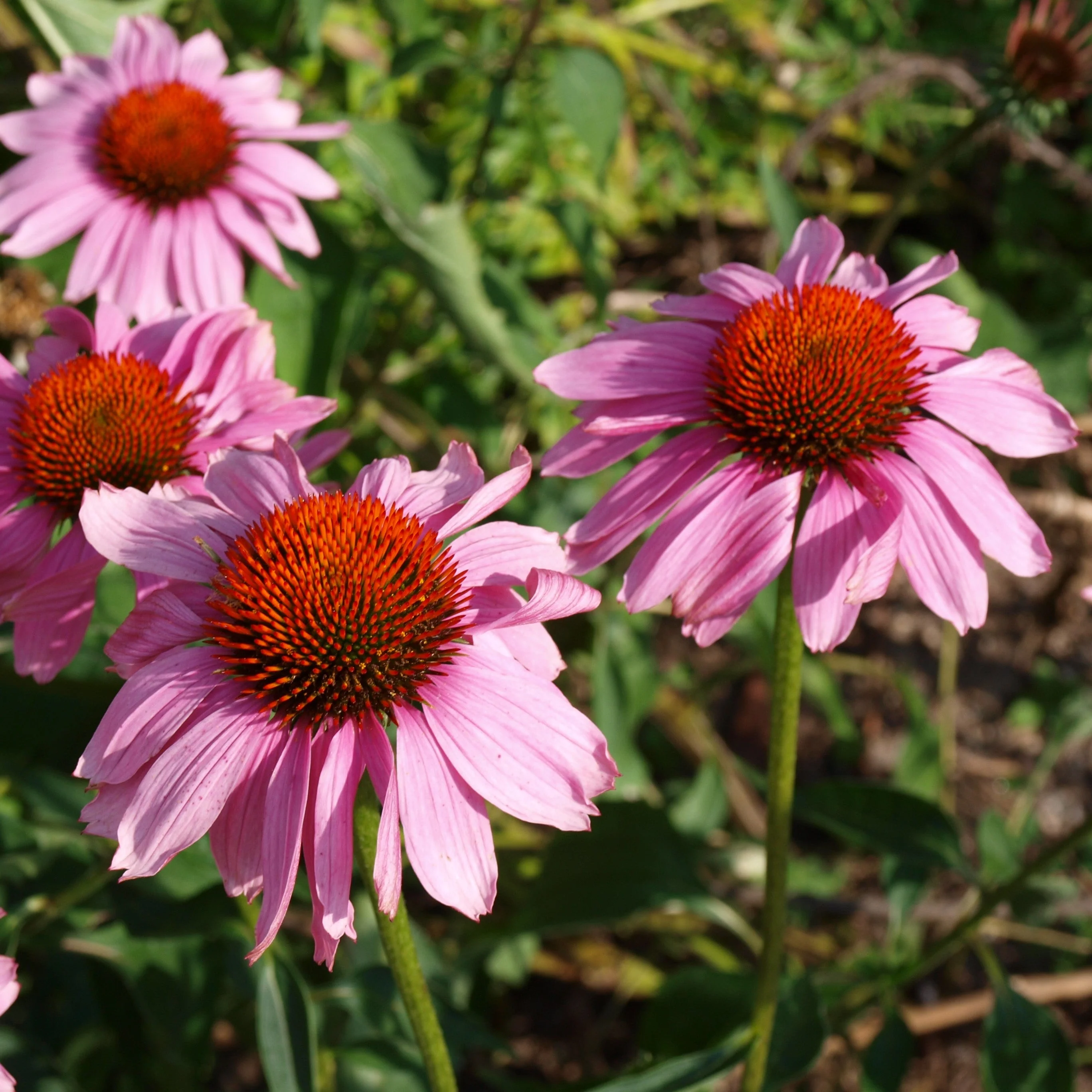 Coneflower, Ruby Star Echinacea - Image 6