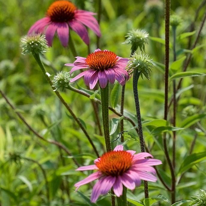 Coneflower, Purple Coneflower - Image 3