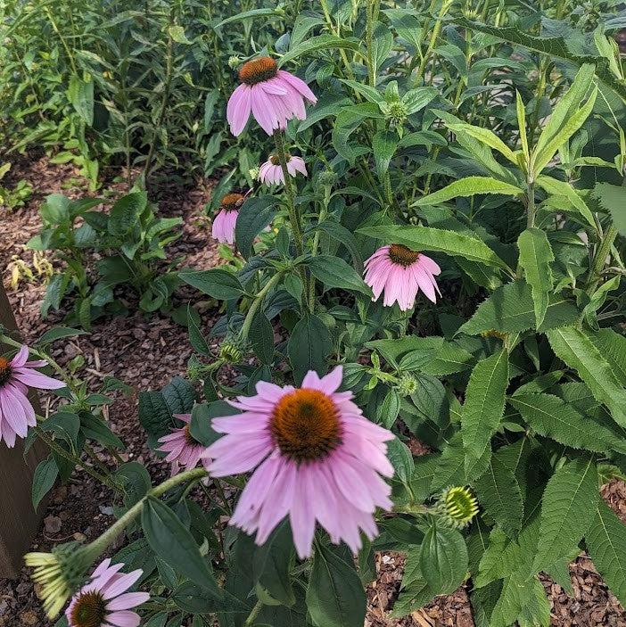 Coneflower, Purple Coneflower - Image 4