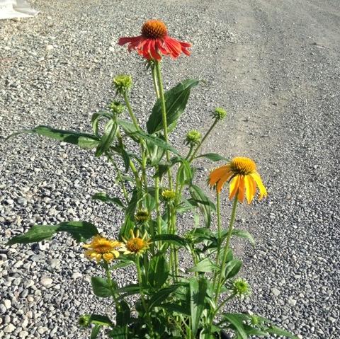Coneflower, Cheyenne Spirit Echinacea, Coneflower - Image 8