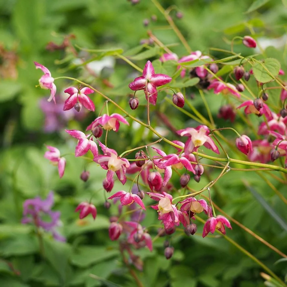 Bishop's Hat, Red Barrenwort - Image 3