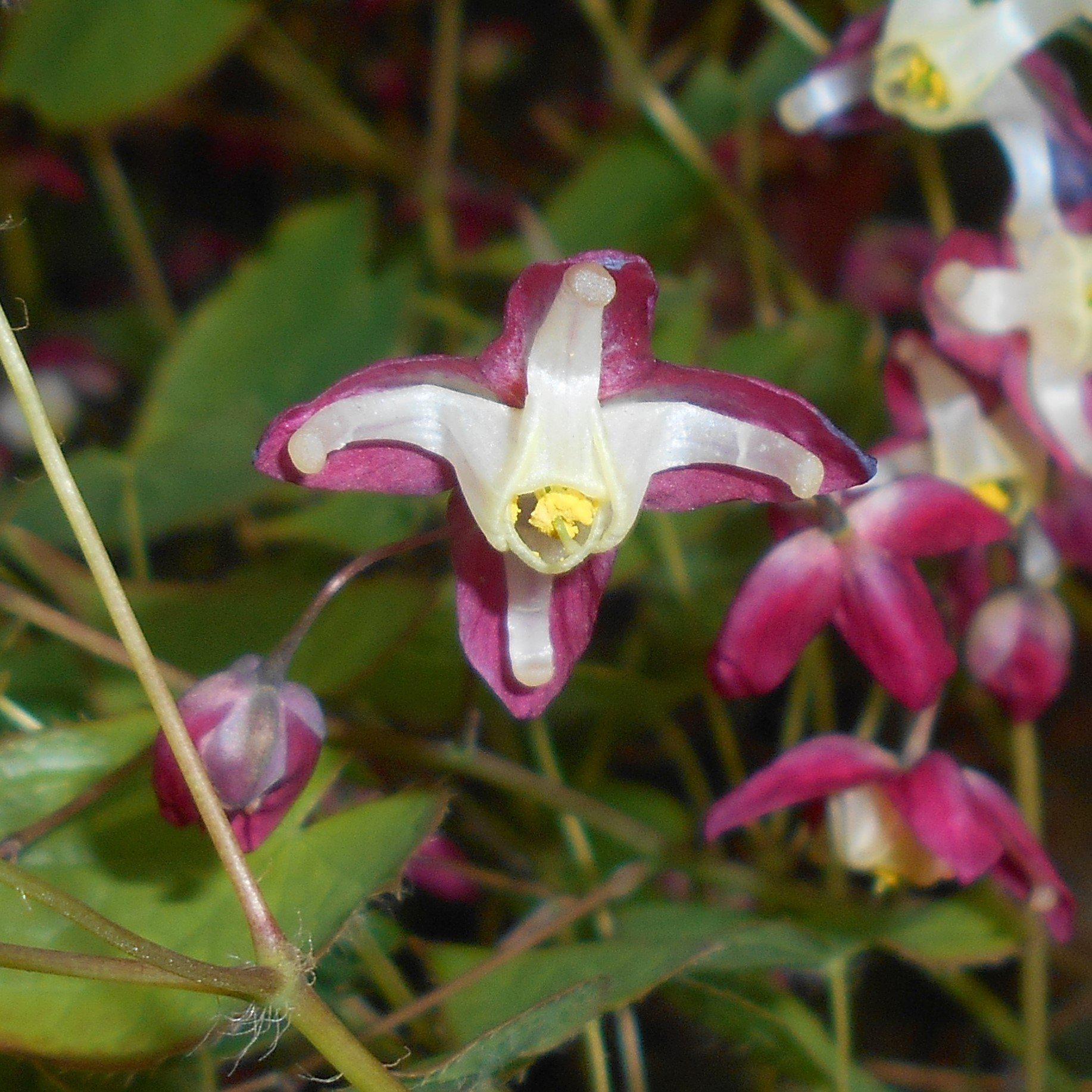 Bishop's Hat, Red Barrenwort - Image 4