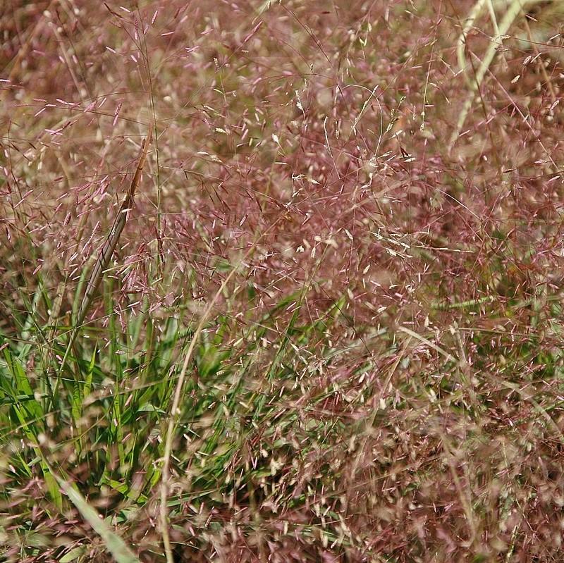 Grass, Purple Lovegrass - Image 3