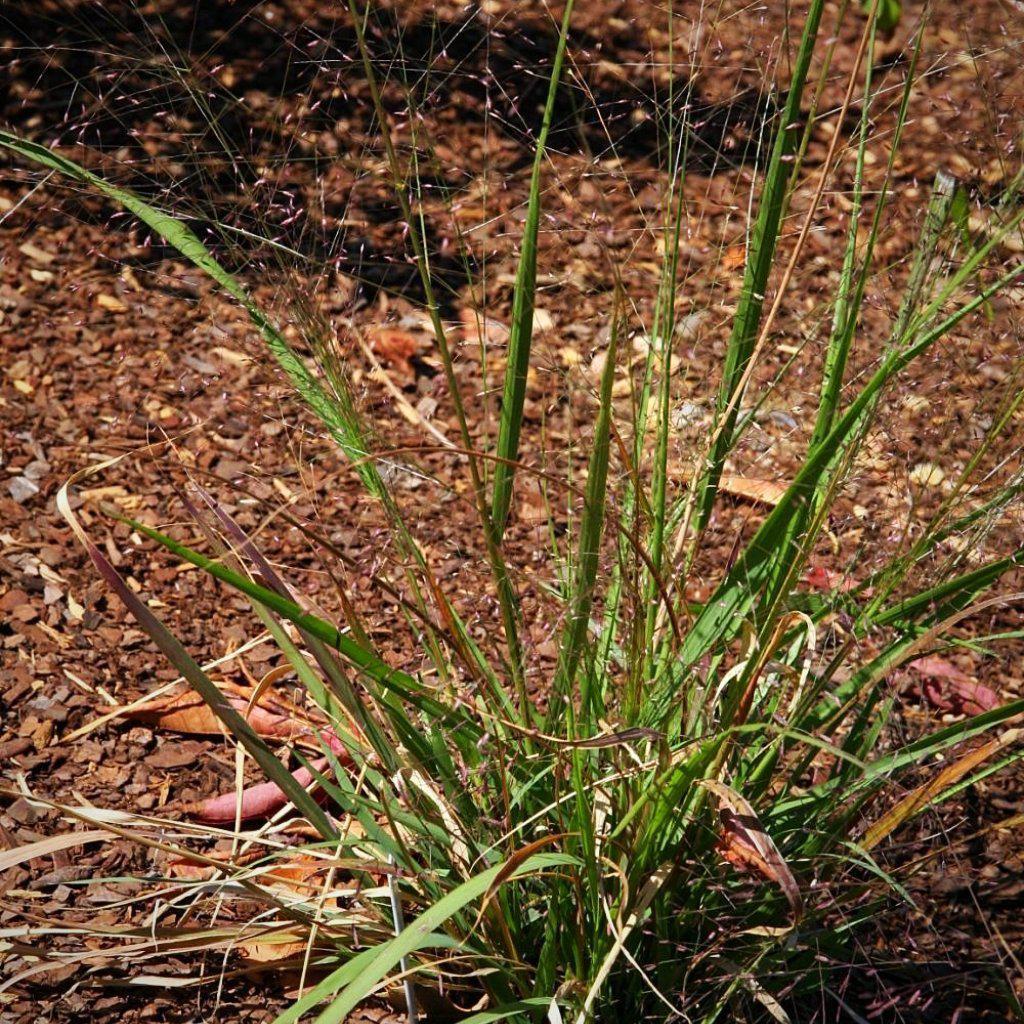 Grass, Purple Lovegrass - Image 4