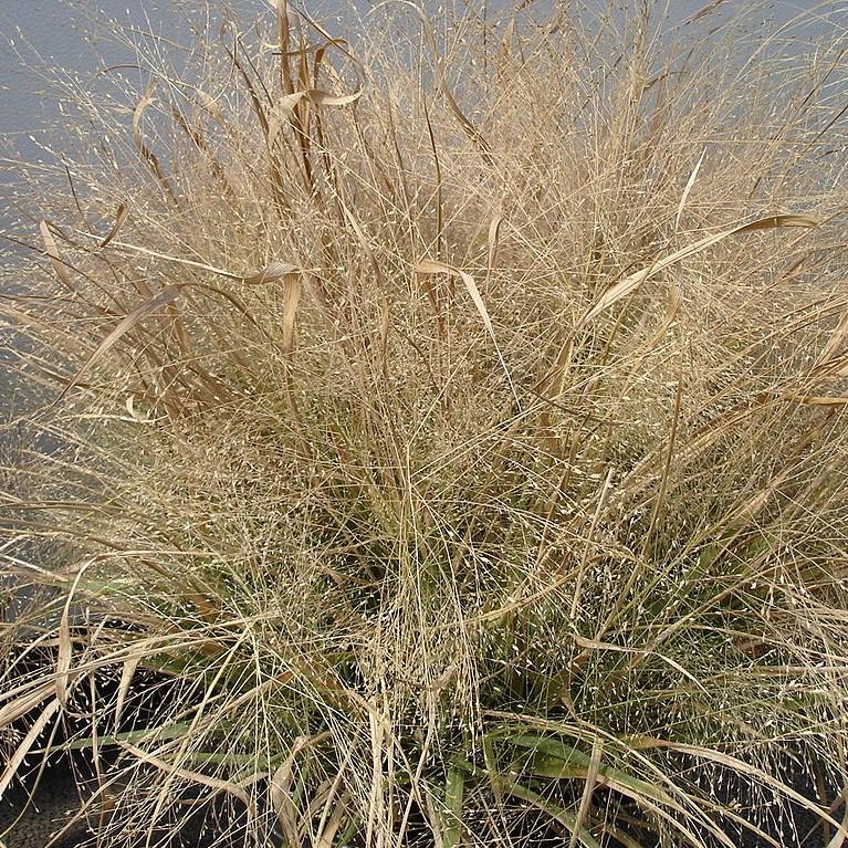 Grass, Purple Lovegrass - Image 5