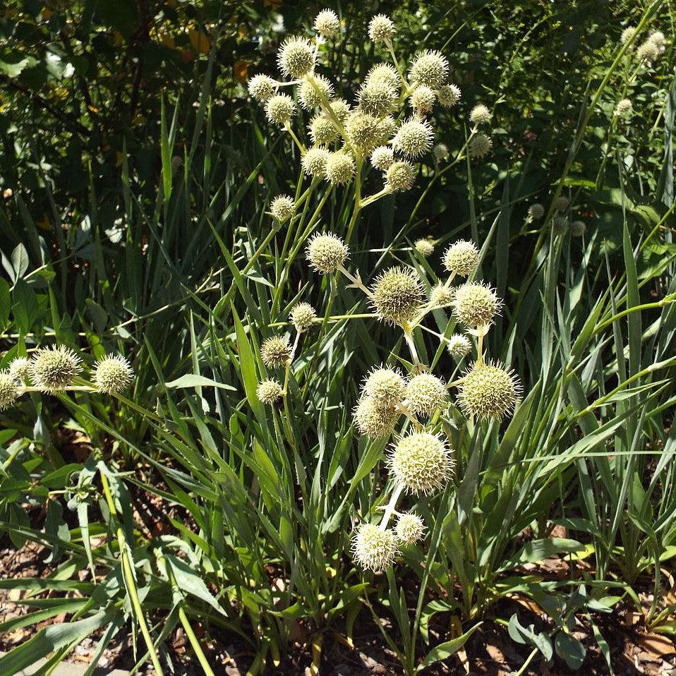 Rattlesnake Master - Image 3