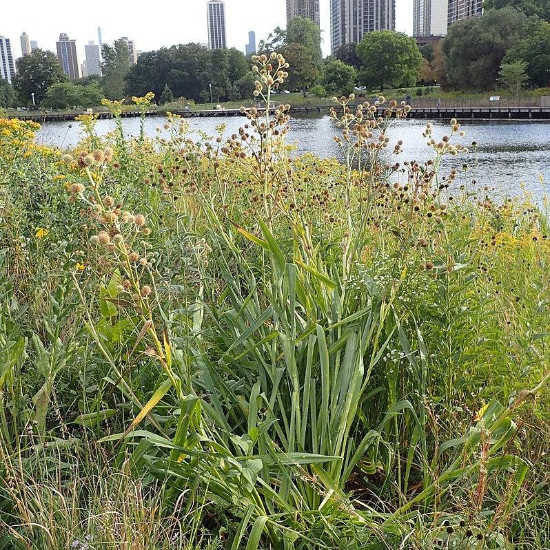 Rattlesnake Master - Image 4