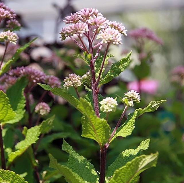Joe Pye Weed, Little Joe Pye Weed - Image 2