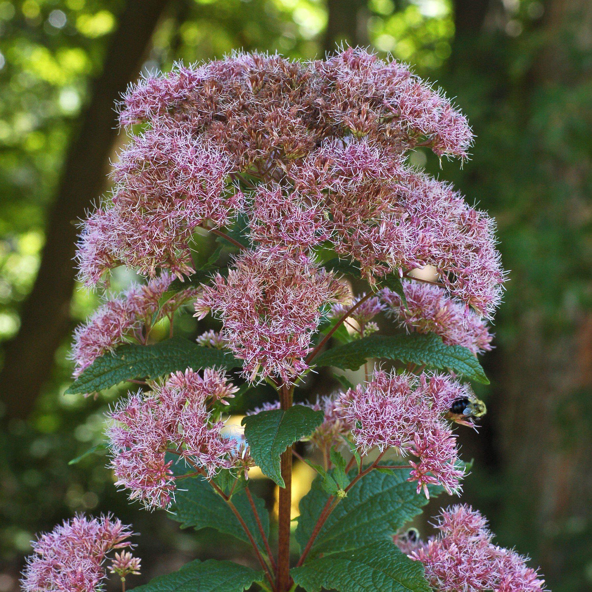 Joe Pye Weed, Little Joe Pye Weed - Image 3