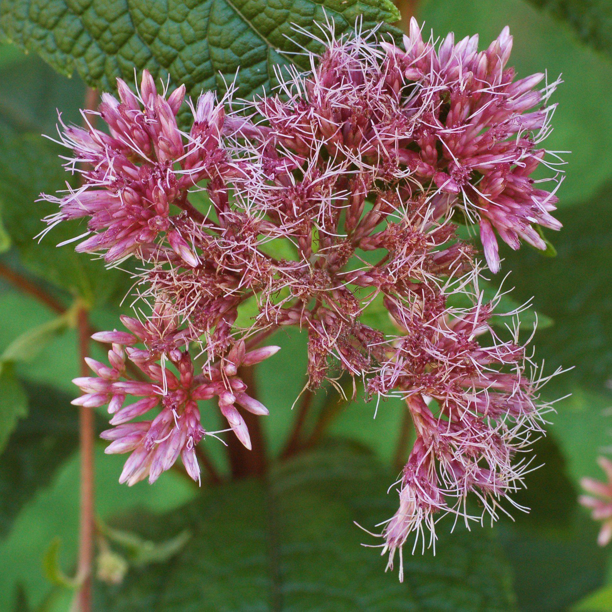 Joe Pye Weed, Little Joe Pye Weed - Image 4