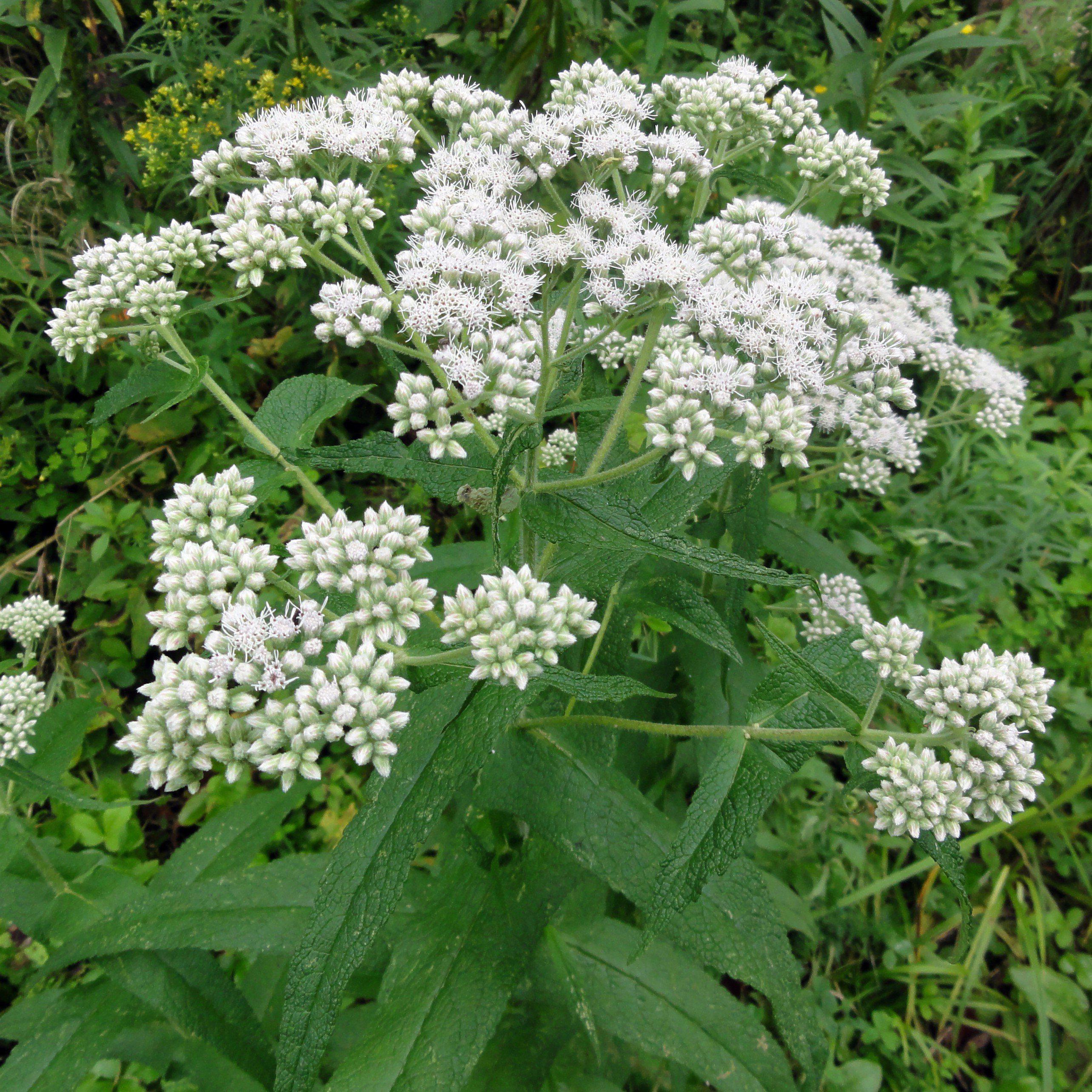 Boneset, American Boneset