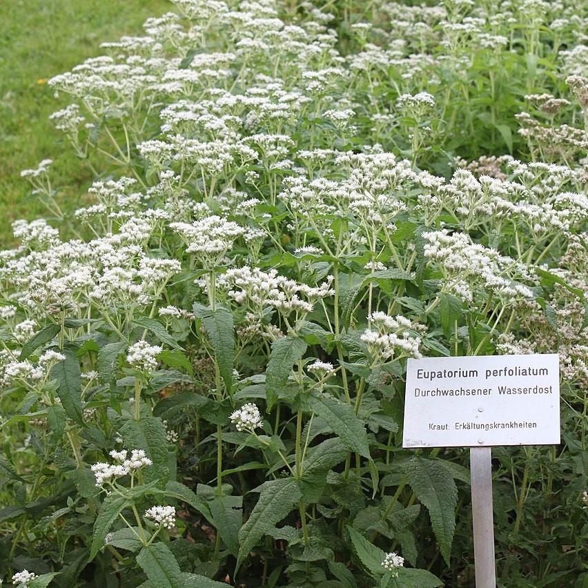 Boneset, American Boneset - Image 2