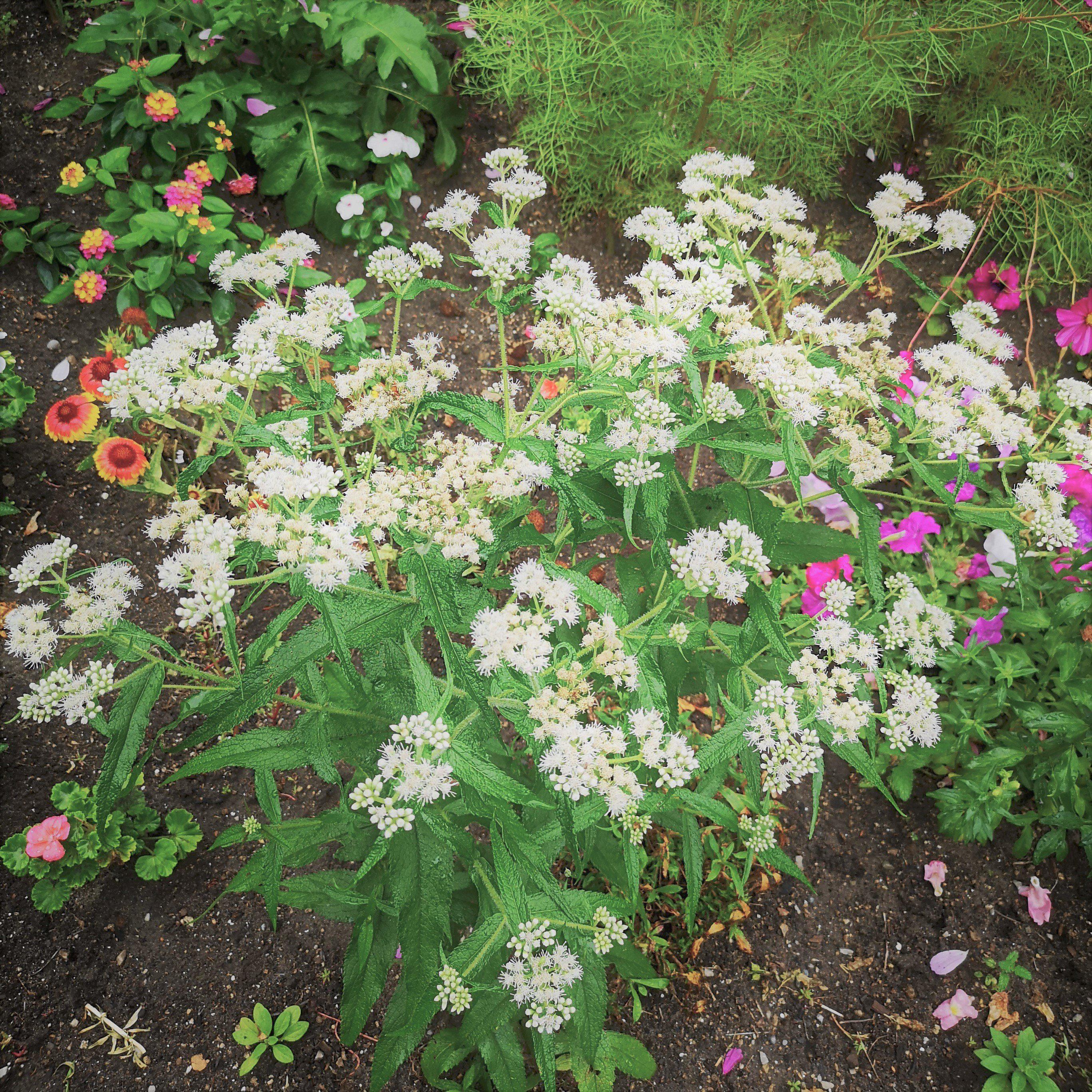 Boneset, American Boneset - Image 3