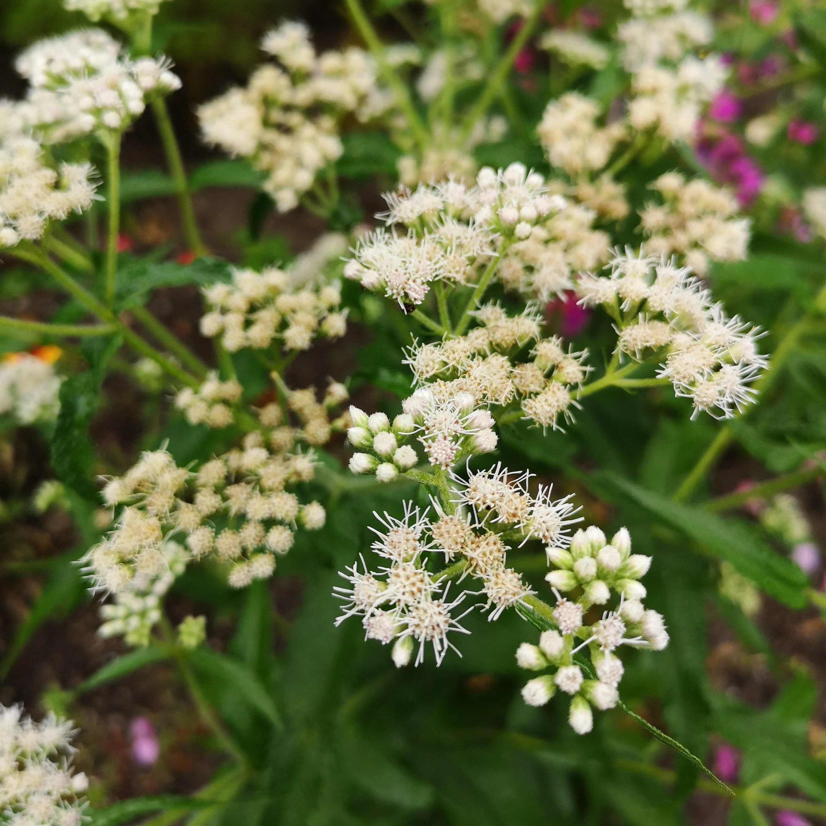 Boneset, American Boneset - Image 4