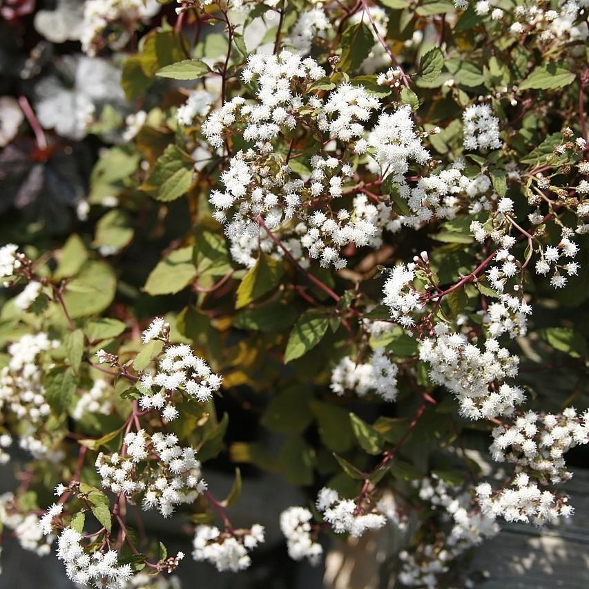 Snakeroot, Chocolate Snakeroot - Image 2