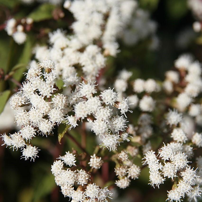 Snakeroot, Chocolate Snakeroot - Image 3
