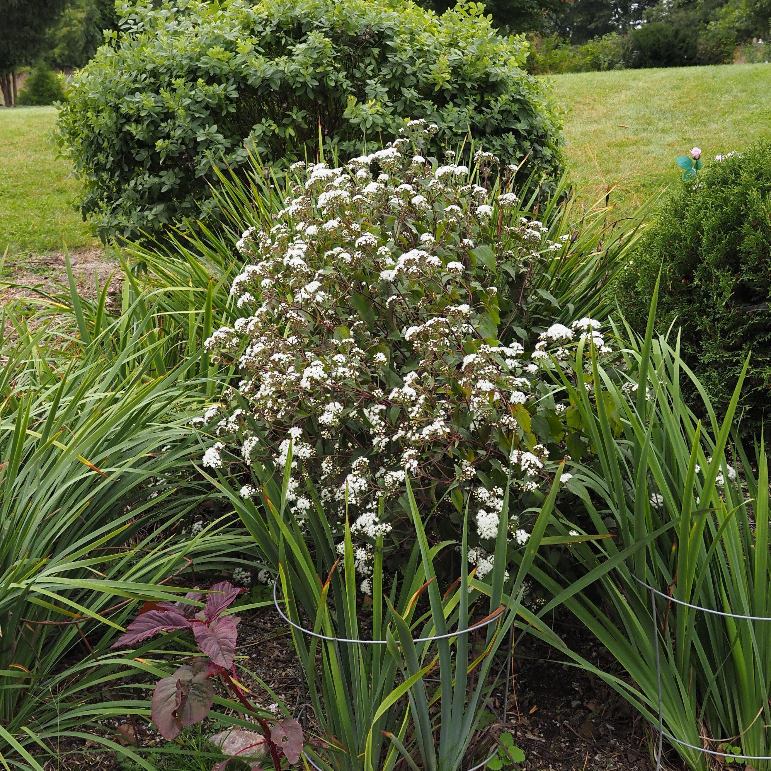 Snakeroot, Chocolate Snakeroot - Image 4