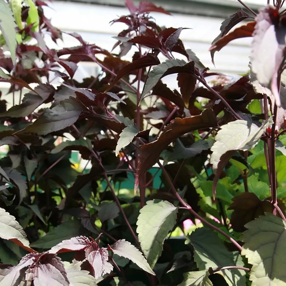 Snakeroot, Chocolate Snakeroot - Image 5
