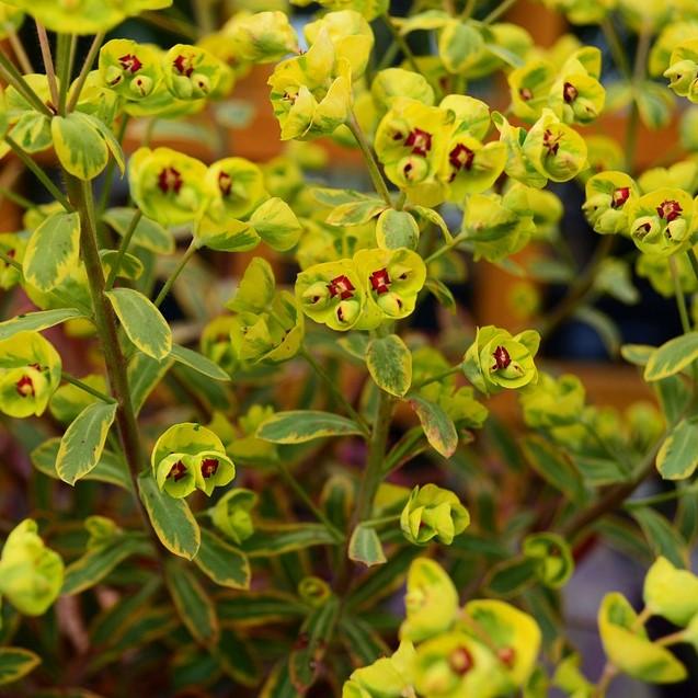 Spurge, Ascot Rainbow Spurge - Image 2