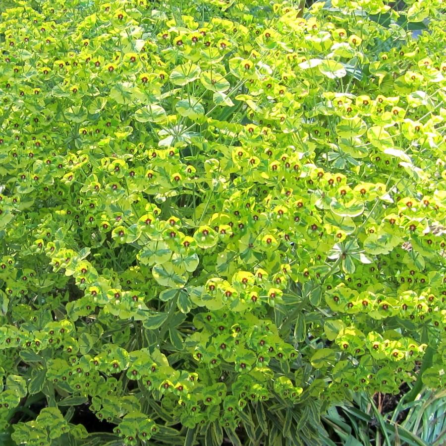 Spurge, Ascot Rainbow Spurge - Image 3