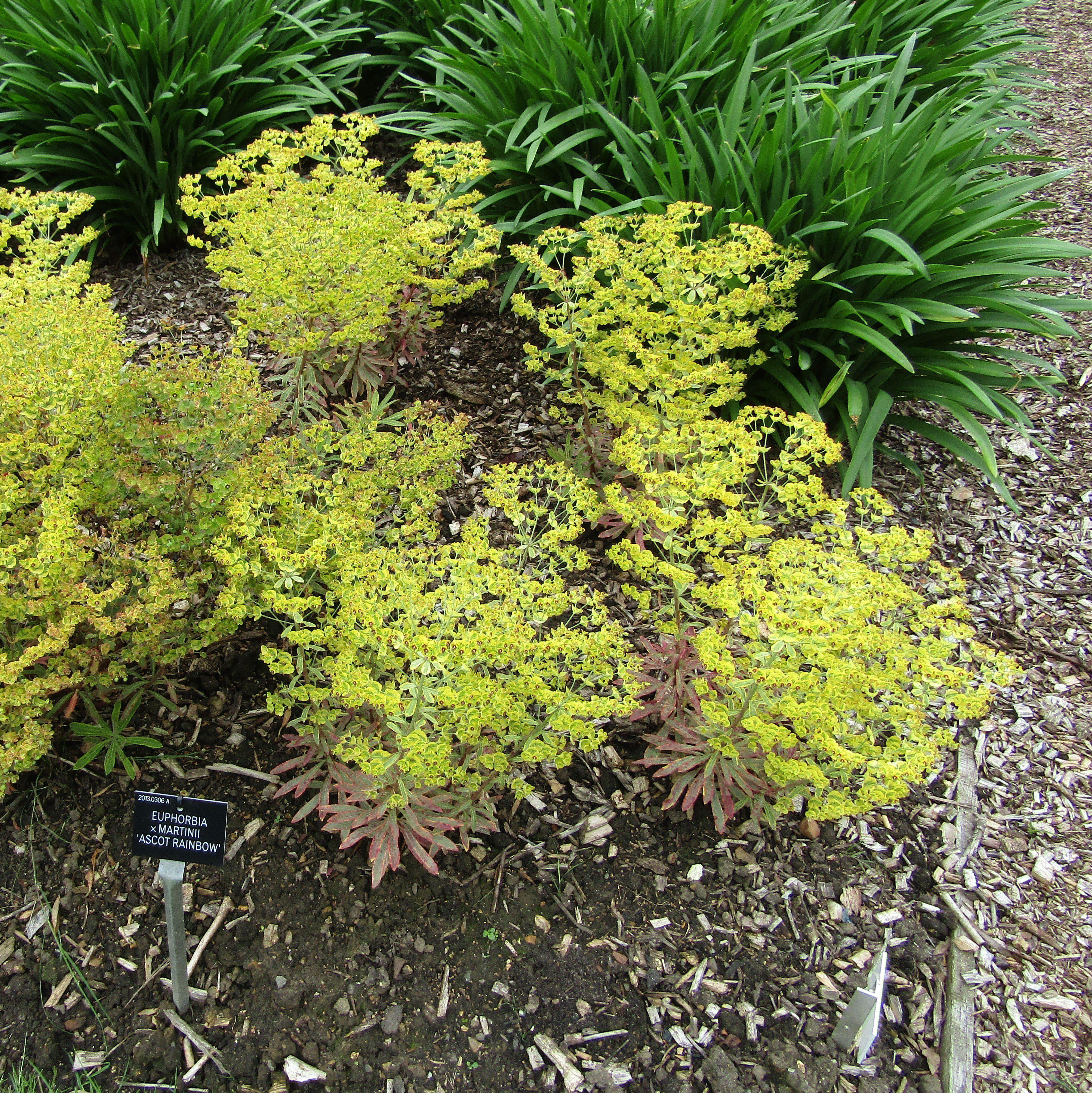 Spurge, Ascot Rainbow Spurge - Image 4