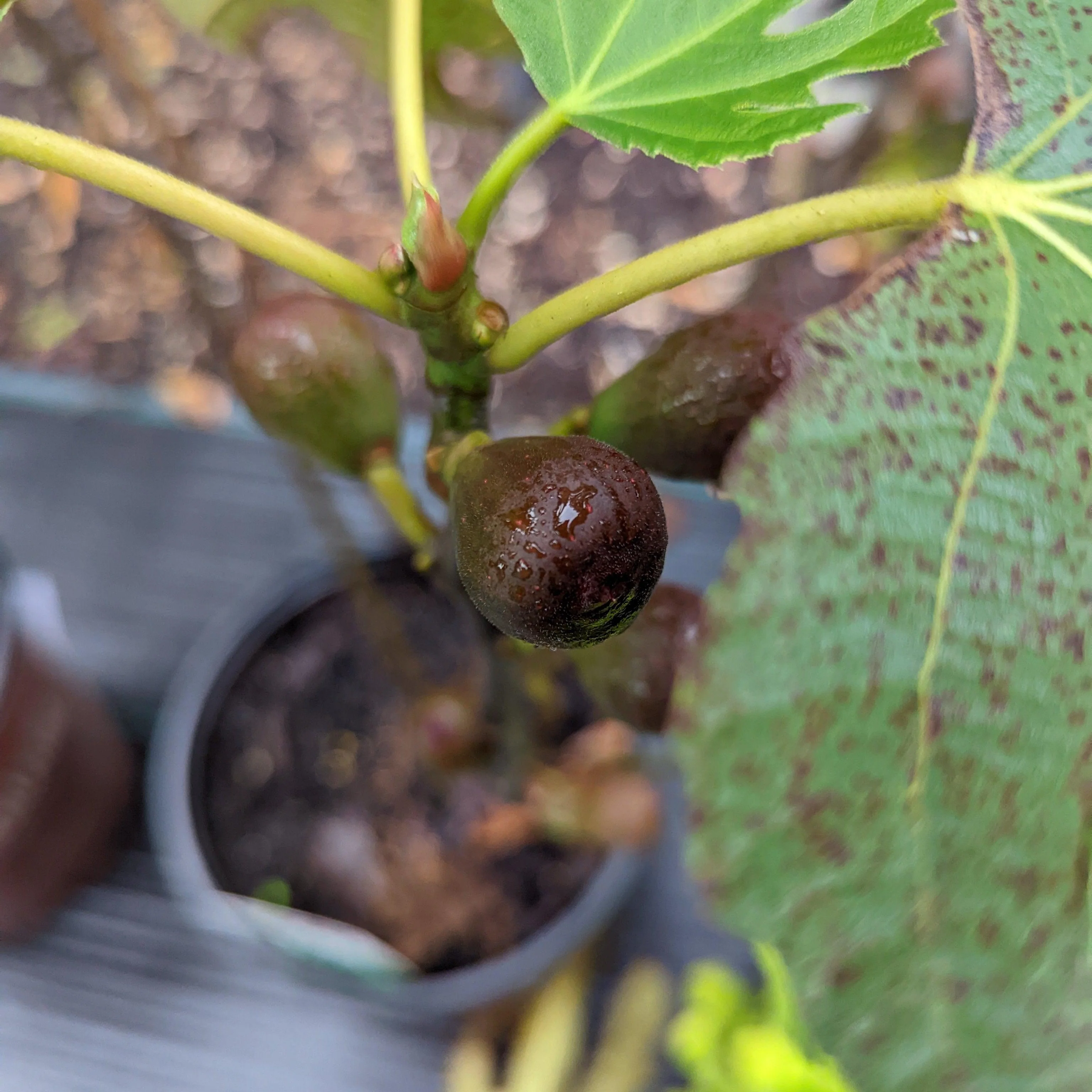 Fig, Little Miss Figgy - Image 5