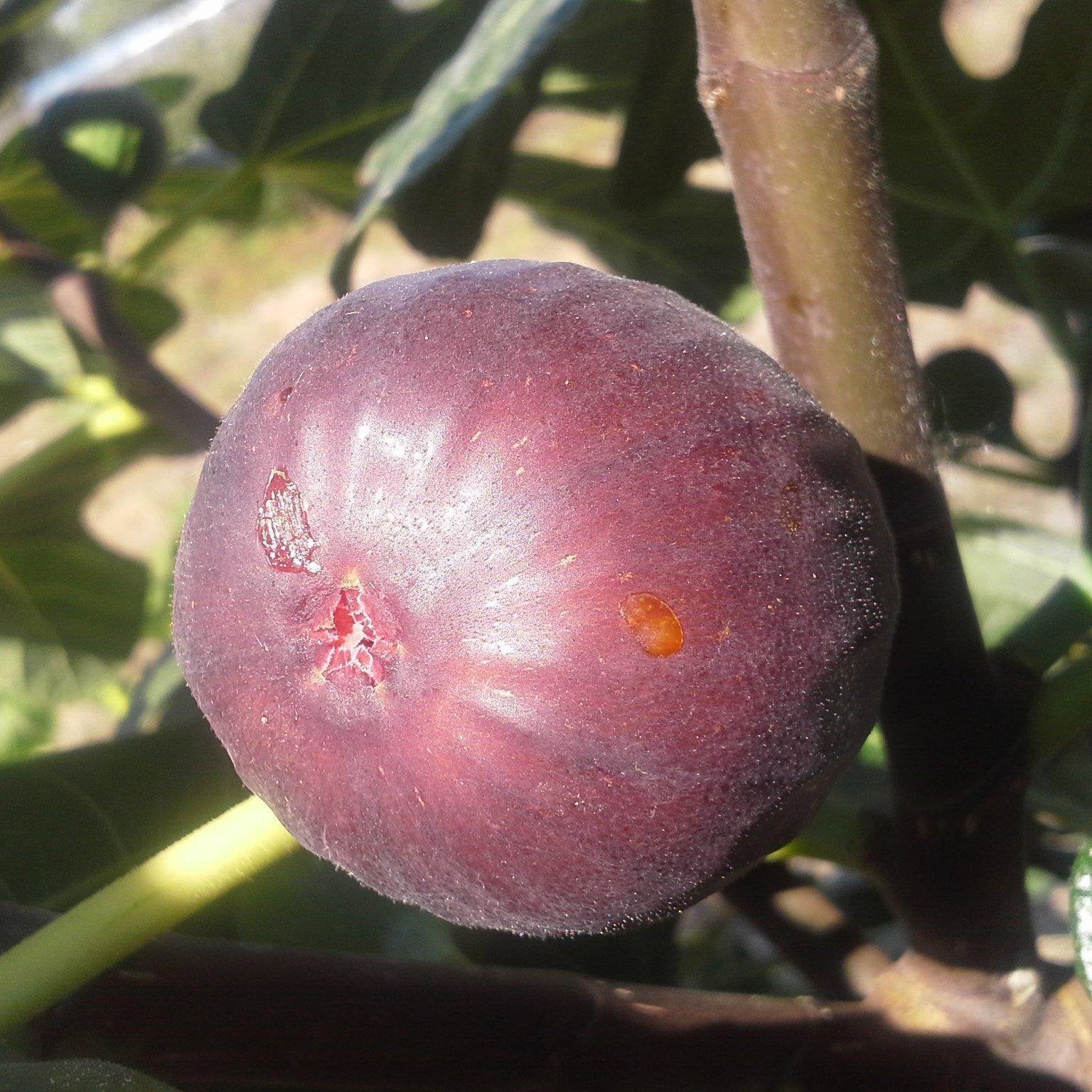 Fig, Chicago Hardy Fig - Image 3
