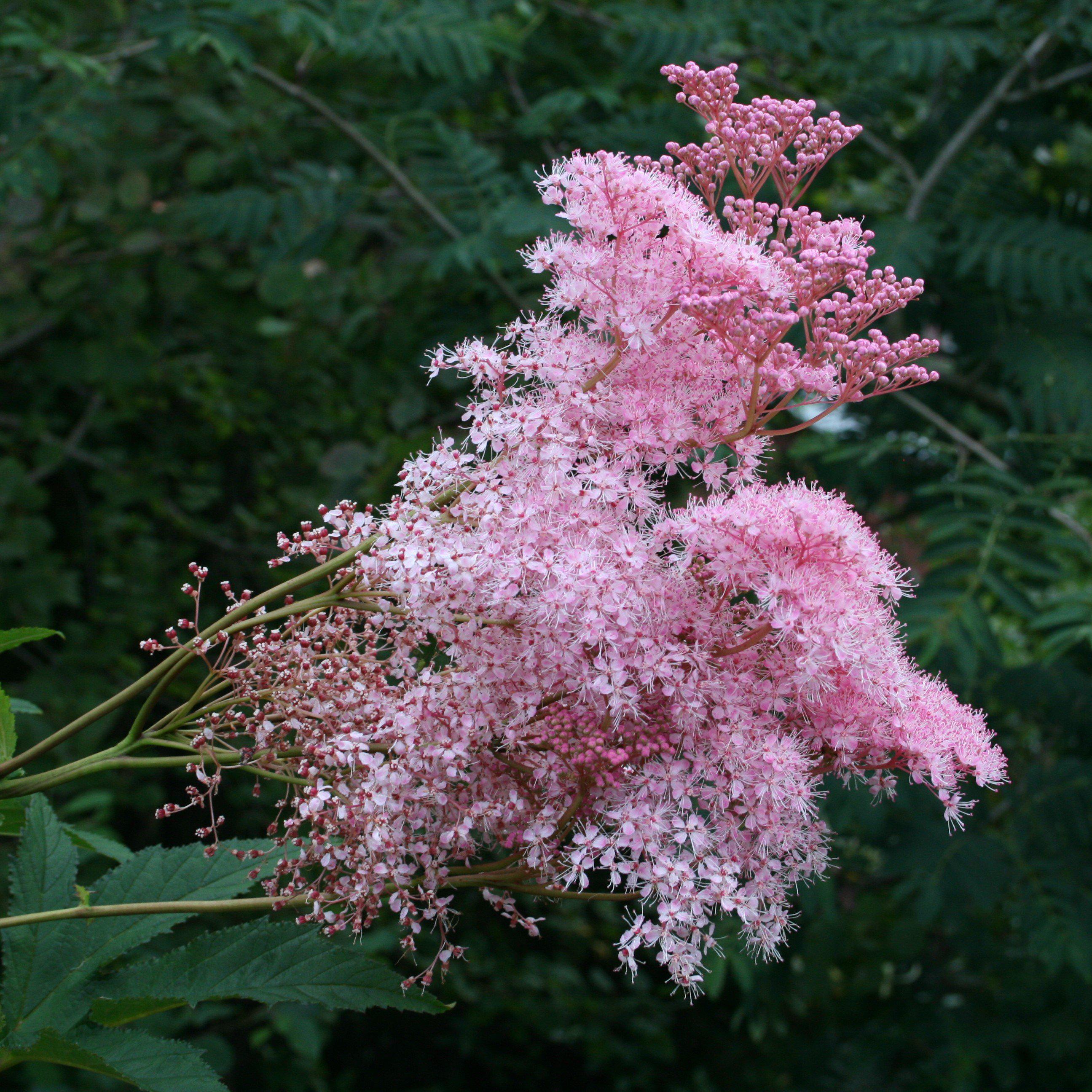 Queen of the Prairie, Venusta Queen of the Prairie