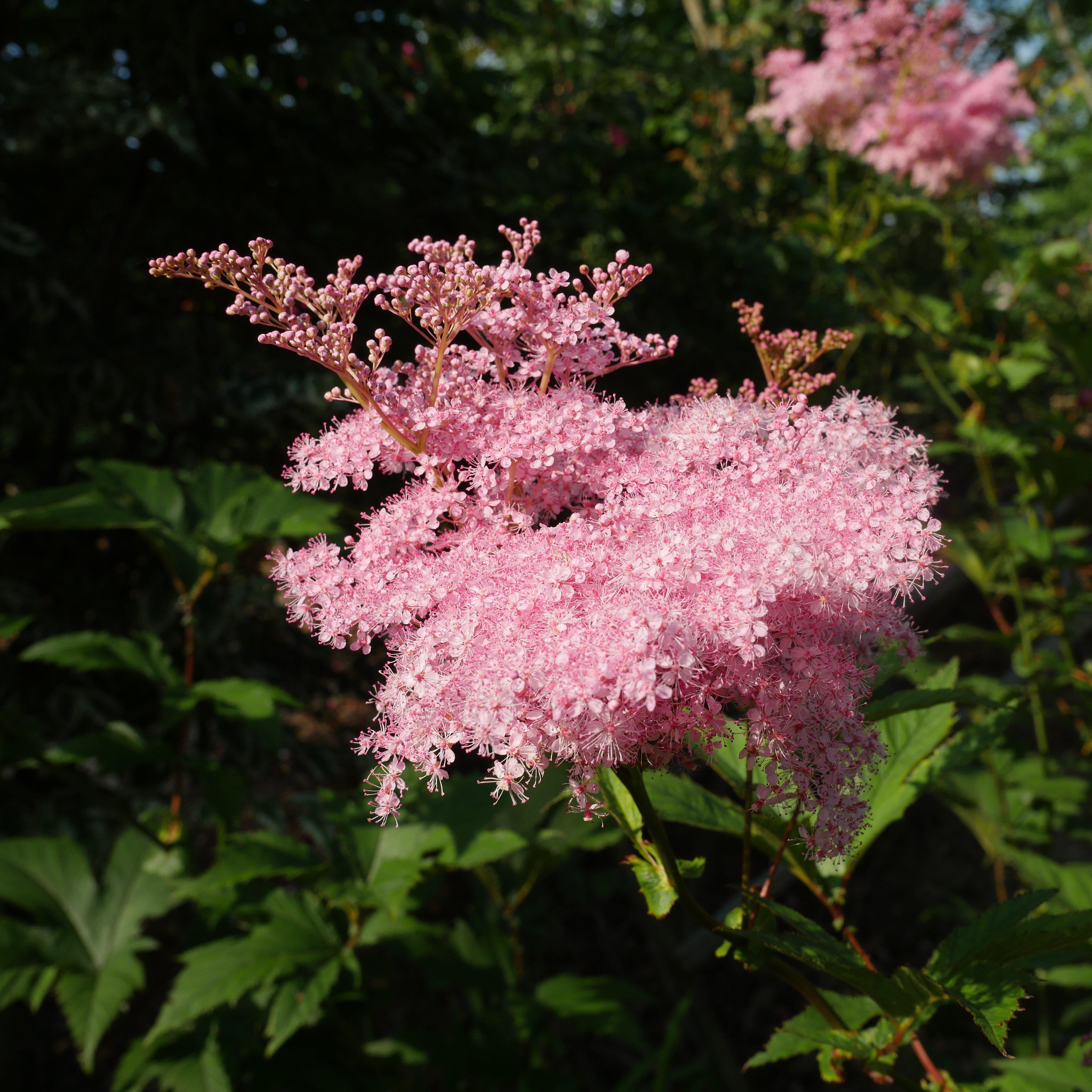 Queen of the Prairie, Venusta Queen of the Prairie - Image 3