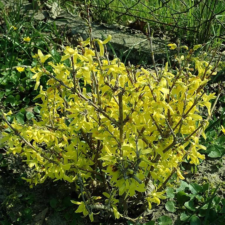 Forsythia, Lynwood Gold Forsythia - Image 3