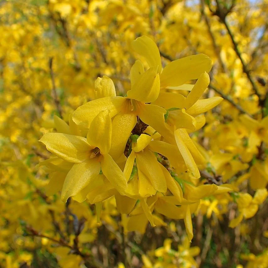 Forsythia, Lynwood Gold Forsythia - Image 4