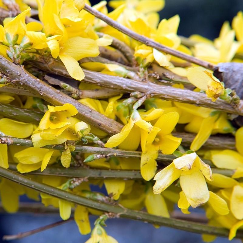 Forsythia, Lynwood Gold Forsythia - Image 5