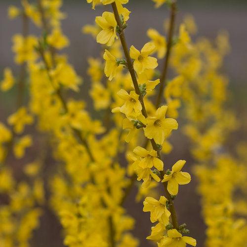 Forsythia, Show Off® Forsythia - Image 4