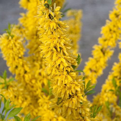 Forsythia, Show Off® Forsythia - Image 5