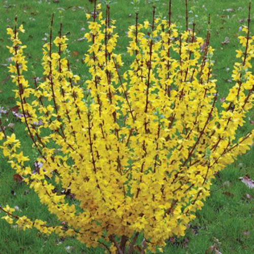 Forsythia, Show Off® Forsythia - Image 6