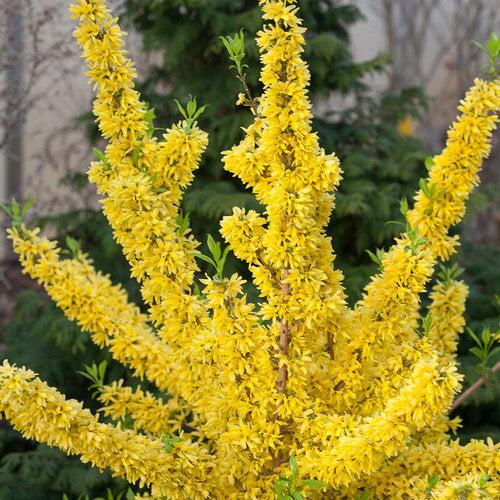 Forsythia, Show Off® Forsythia - Image 7