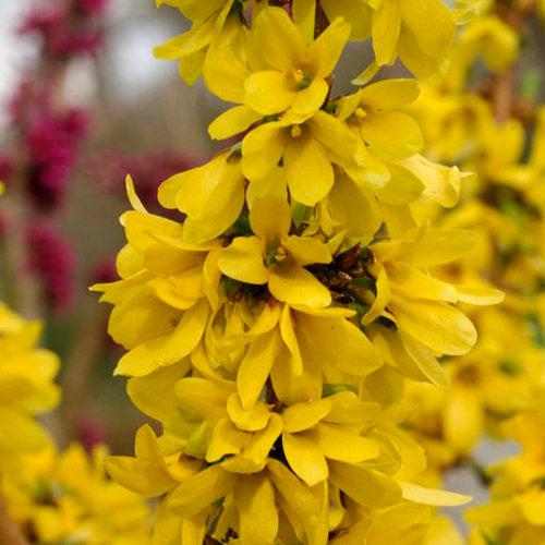 Forsythia, Show Off Starlet® Forsythia - Image 3