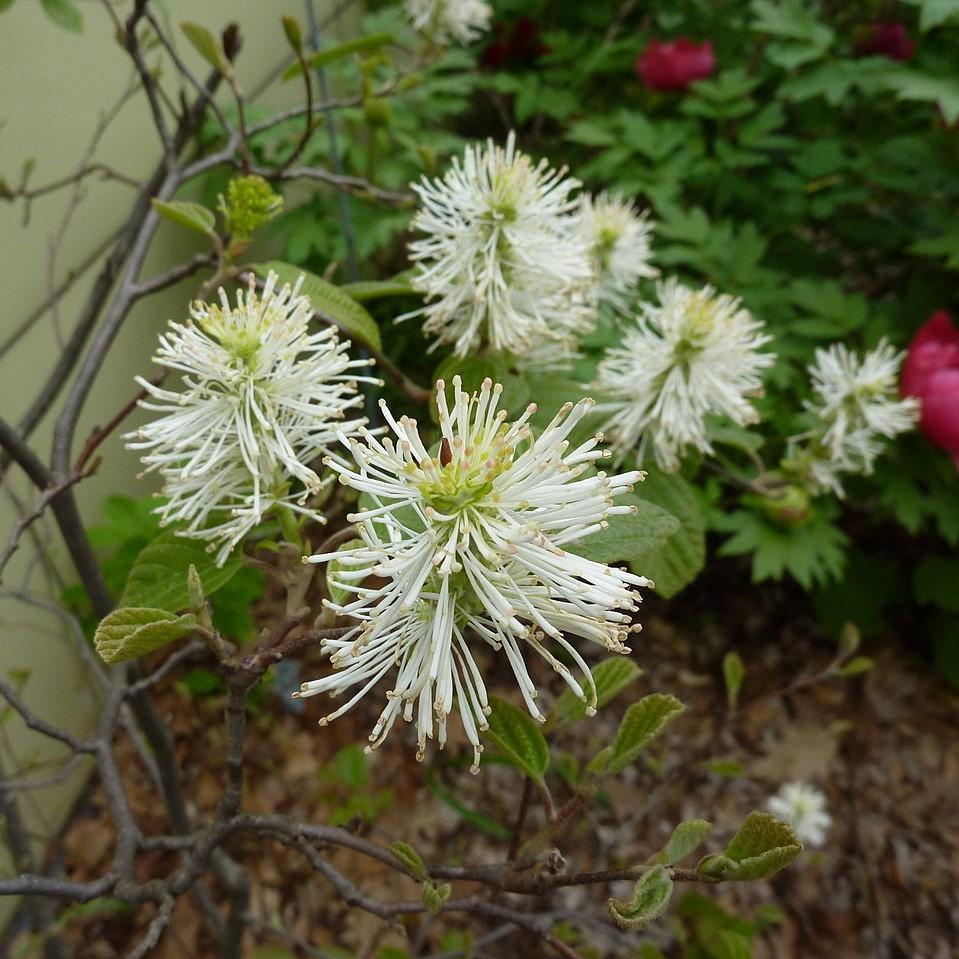 Fothergilla, Dwarf Fothergilla - Image 3