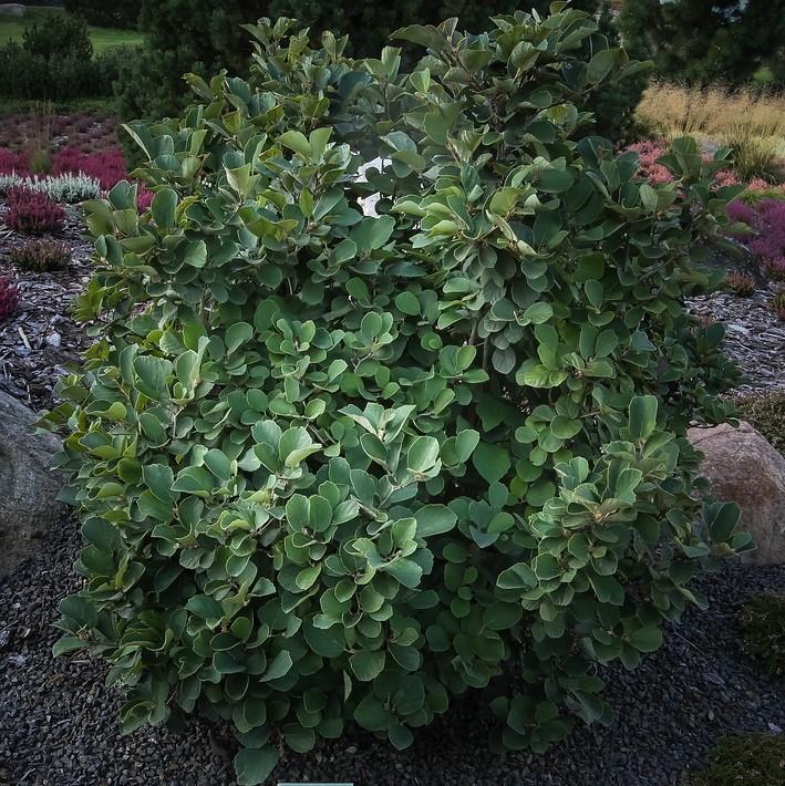 Fothergilla, Dwarf Fothergilla - Image 4