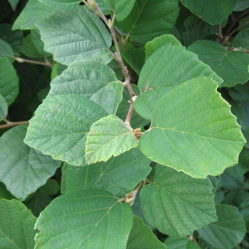 Fothergilla, Dwarf Fothergilla - Image 5