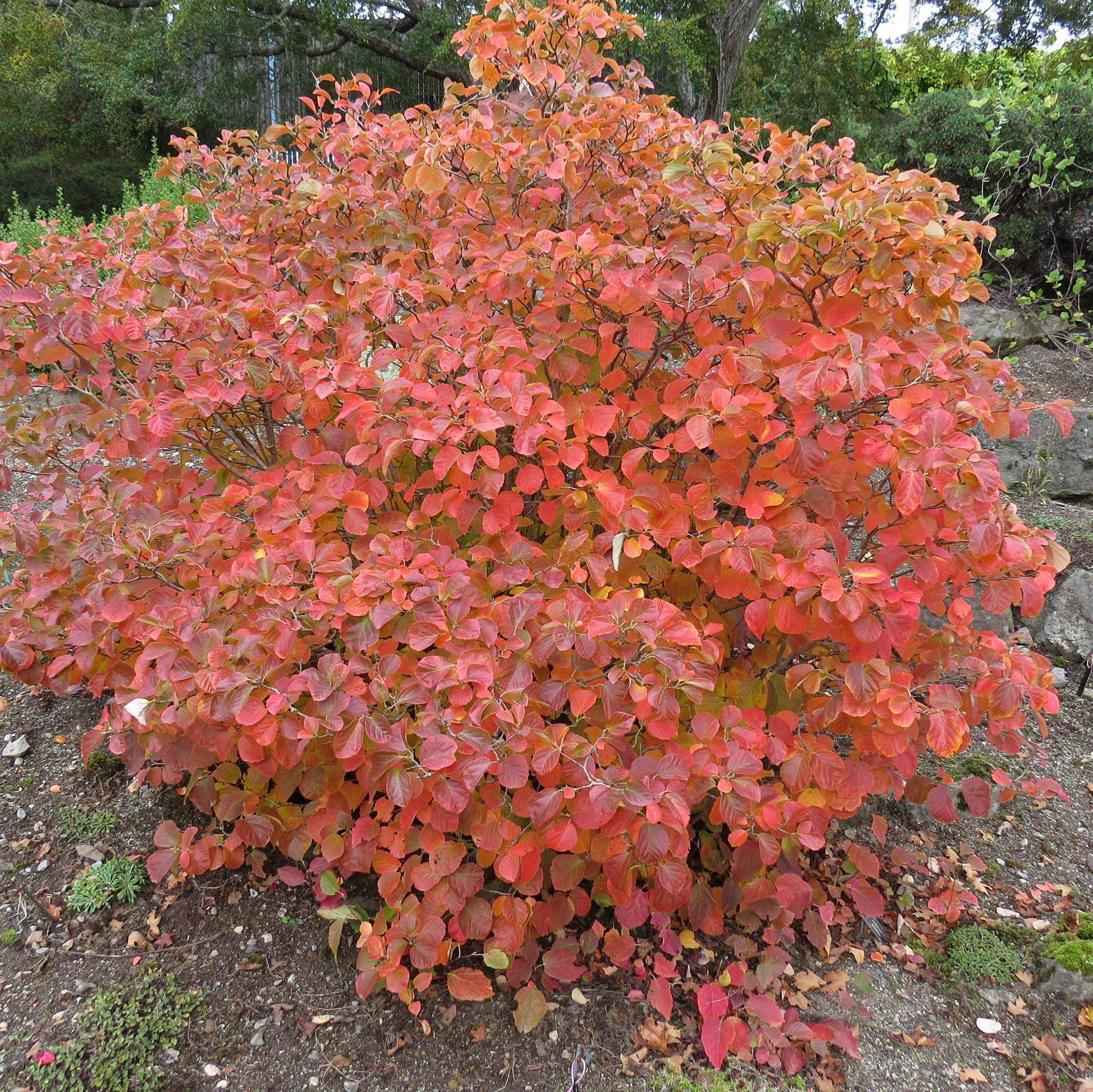 Fothergilla, Dwarf Fothergilla - Image 6