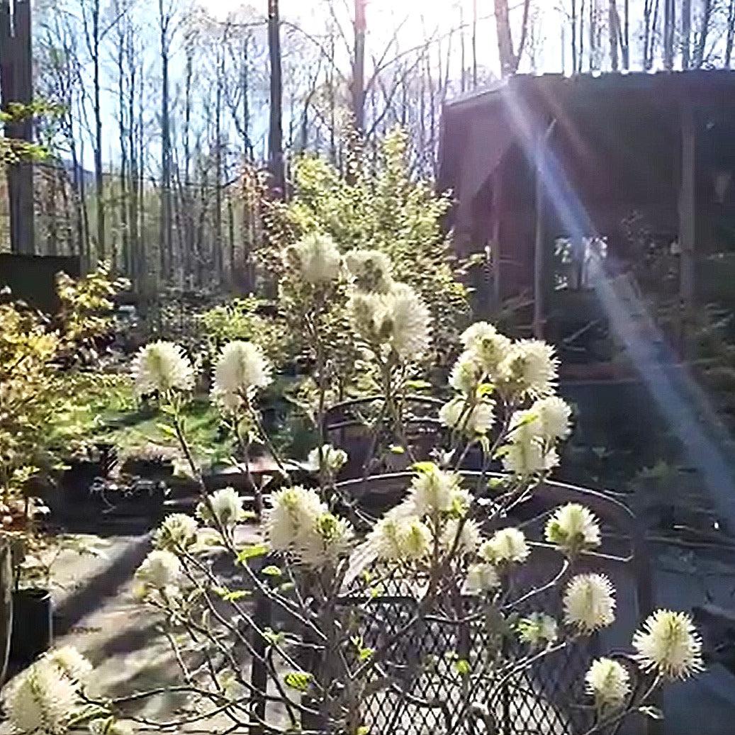 Fothergilla, Blue Shadow Fothergilla - Image 2