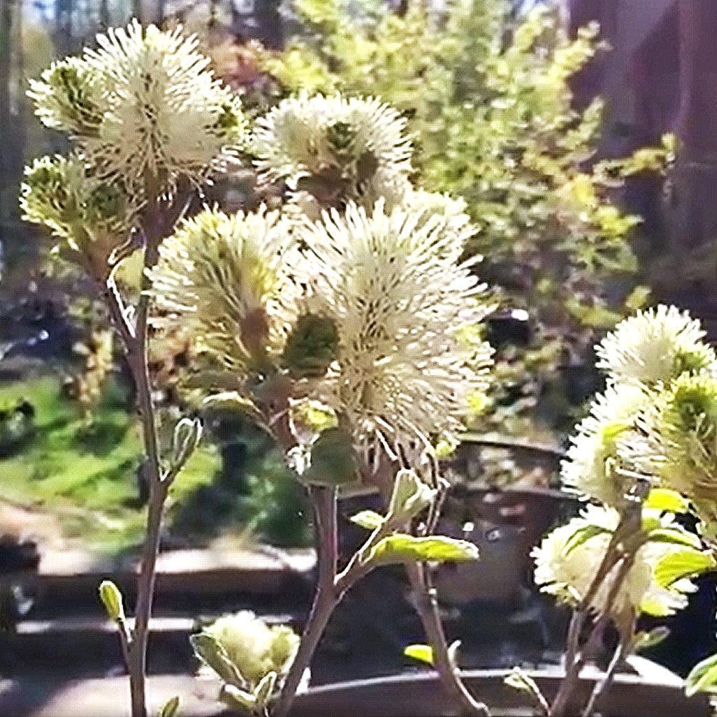 Fothergilla, Blue Shadow Fothergilla - Image 3
