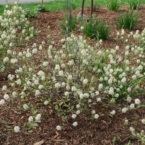 Fothergilla, Legend of the Small Fothergilla - Image 3